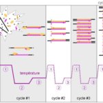 transcriptomics pcr basic principles long long life transhumanism longevity anti aging