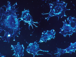 Cancer_cells Long Long Life cancer vieillissement santé longévité