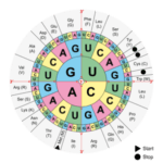 Hack aging with the study of proteomics long long life transhumanism longevity anti aging nbic 3