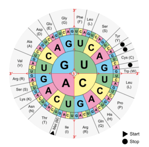 Hack aging with the study of proteomics long long life transhumanism longevity anti aging nbic 3