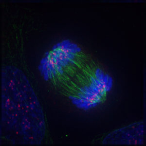 Long-Long-Life-senescence-chromosomal-ab