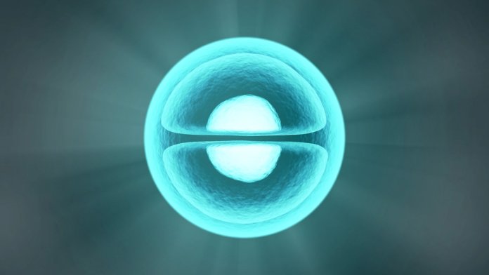 Long Long Life sénescence anomalies chromosomiques aneuploïdie cellule vieillissement