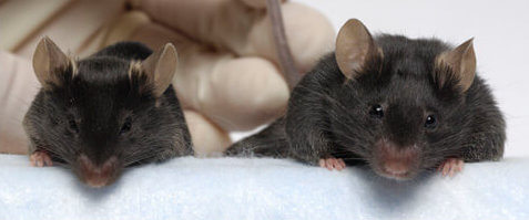 mice - long long life transhumanism longevity brown fat tissue anti aging