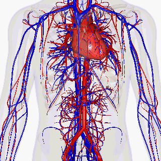 système circulatoire Long Long Life cardiovasculaires vieillissement santé longévité
