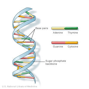 In his latest publication[1], Steve Horvath refers to his epigenetic clock as the most powerful currently available. In addition to estimating chronological age with great accuracy, Horvath's epigenetic clock is also the only one that can be applied to different tissues. Indeed, it is the first to accurately measure the epigenetic age of our cells, tissues and/or organs in a distinct and specific way[1,3]. This specificity is one of the most important characteristics of Horvath's epigenetic clock, and makes it the most widely used estimator in anti-aging research[1]. In addition to this, the Horvath clock offers a panel of 353 CpG sites whose methylation profiles have been identified and classified: 193 hypomethylated CpG sites and 160 hypomethylated CpG sites with age. Epigenetic clock and age-related diseases