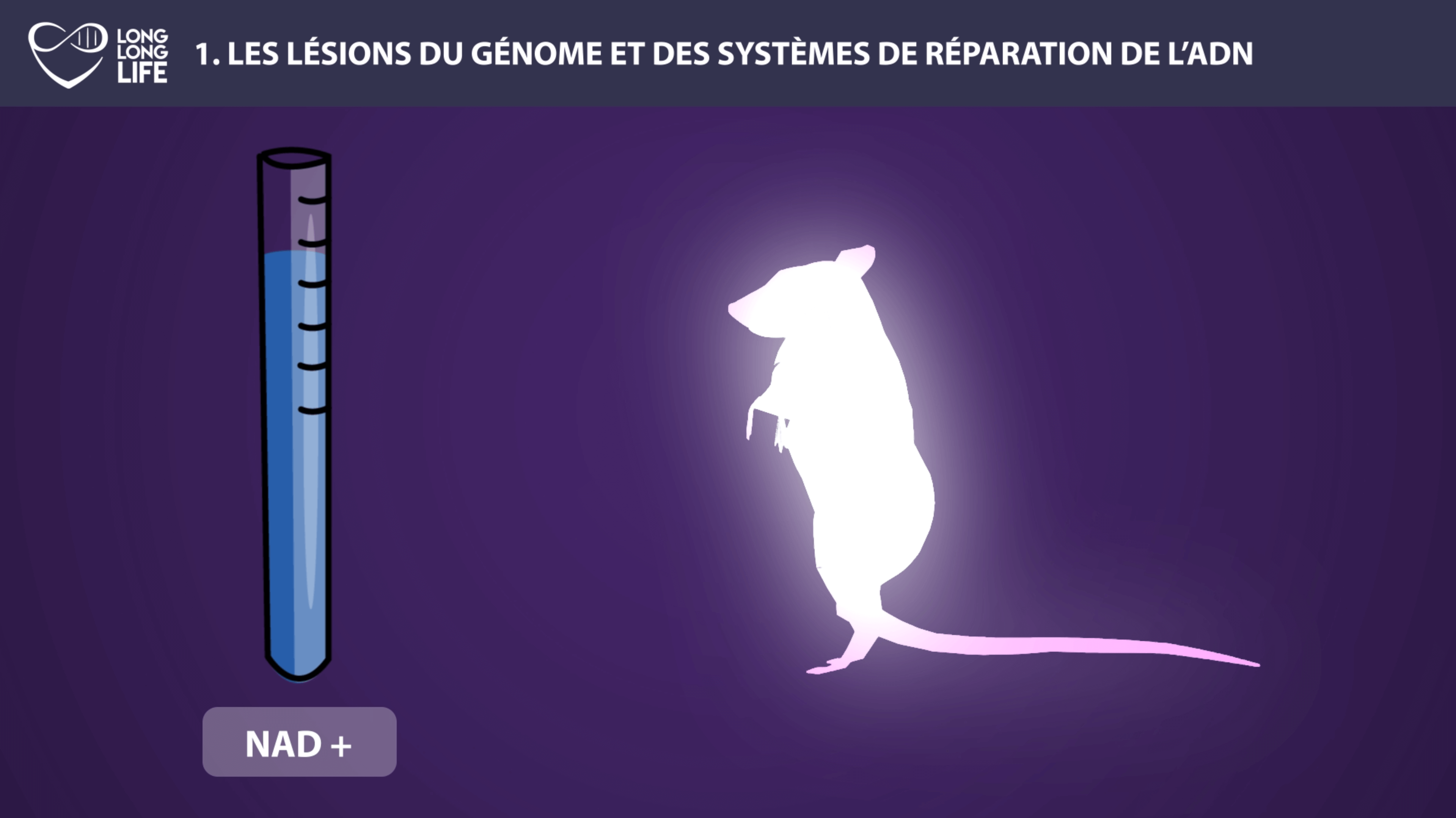 ADN 9 causes du vieillissement Long Long Life longévité transhumanisme souris NAD +