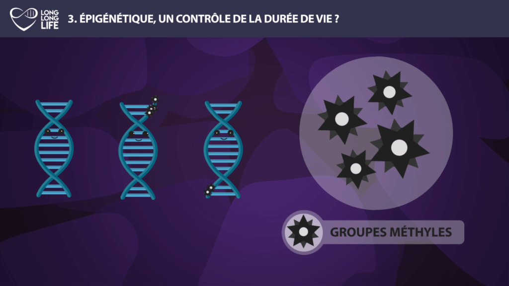 épigénétique groupes méthyles long long life transhumanisme longévité vieillissement