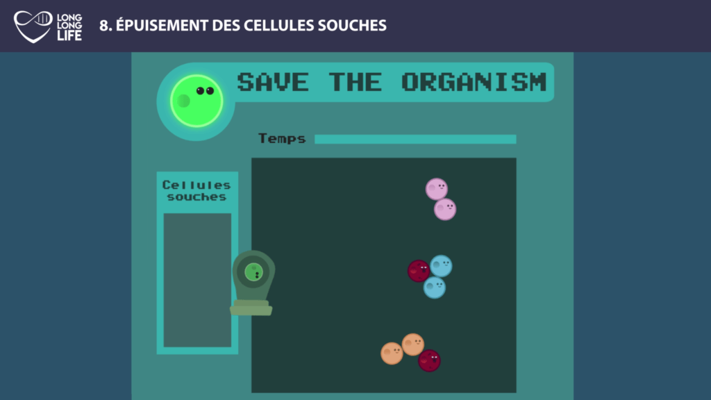 cellules souches long long life transhumanisme longévité vieillissement arcade 2