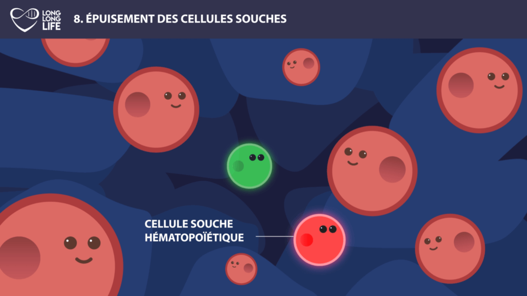 cellules souches long long life transhumanisme longévité vieillissement hématopoïétiques