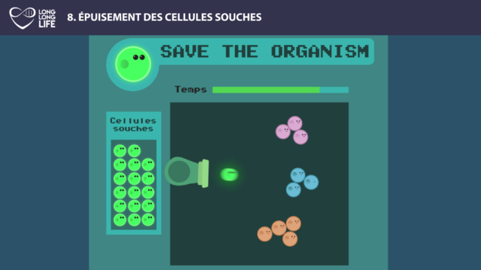 cellules souches long long life transhumanisme longévité vieillissement arcade