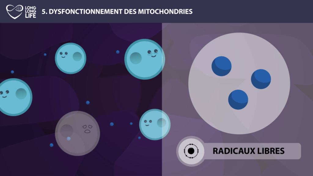 mitochondries long long life longévité transhumanisme vieillissement radicaux libres