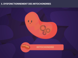 mitochondries long long life longévité transhumanisme vieillissement