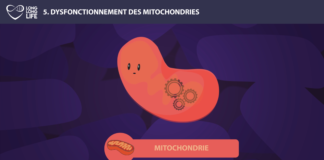 mitochondries long long life longévité transhumanisme vieillissement