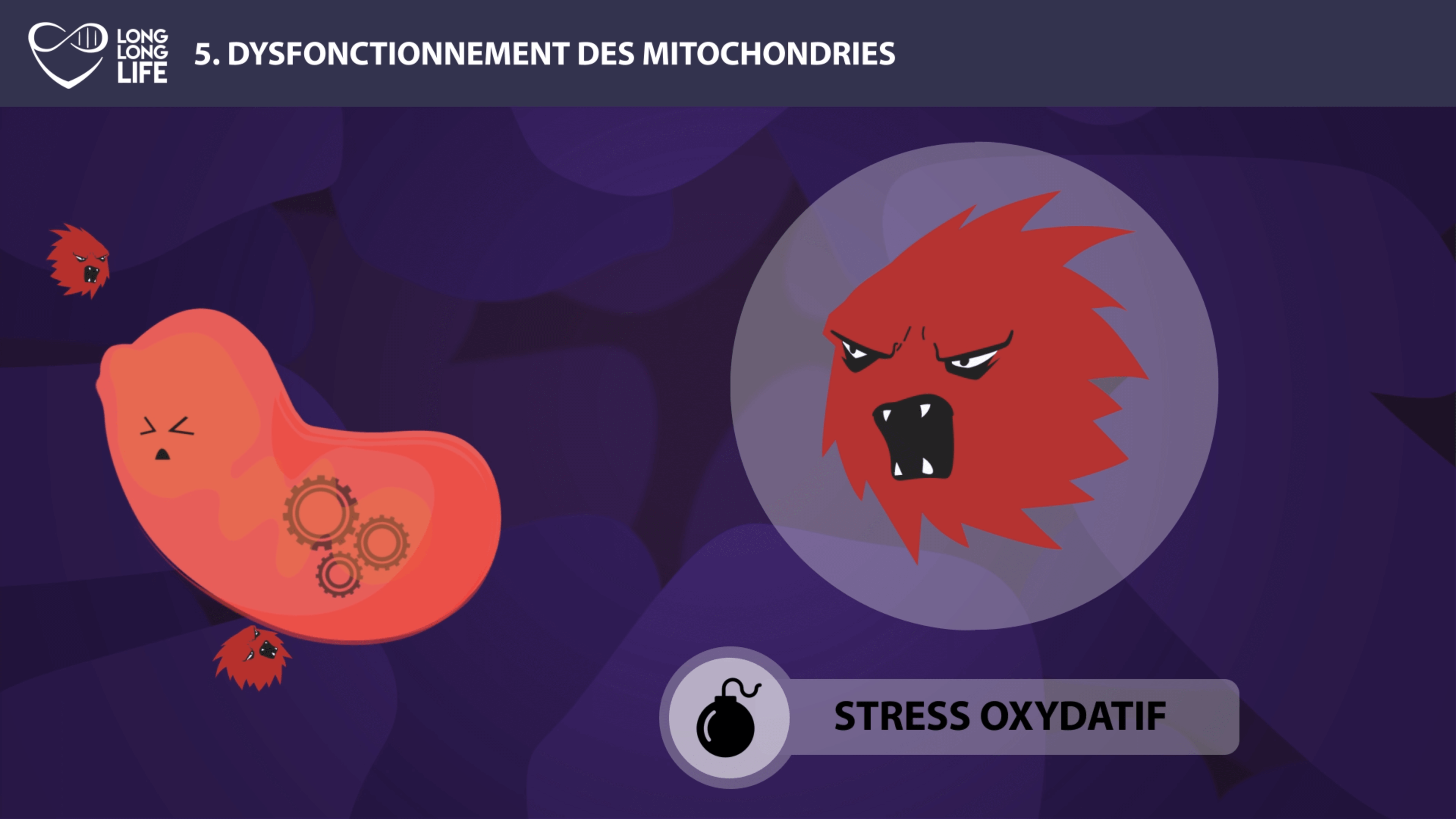 mitochondries long long life longévité transhumanisme vieillissement stress oxydatif