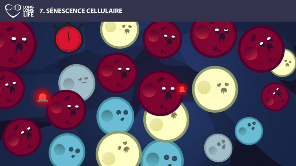 sénescence long long life longévité transhumanisme vieillissement cellules sénescentes