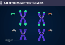 Télomère - Long Long Life 9 causes du vieillissement longévité transhumanisme