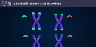 Télomère - Long Long Life 9 causes du vieillissement longévité transhumanisme