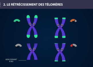 Télomère - Long Long Life 9 causes du vieillissement longévité transhumanisme