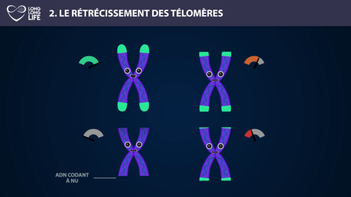 Télomère - Long Long Life 9 causes du vieillissement longévité transhumanisme