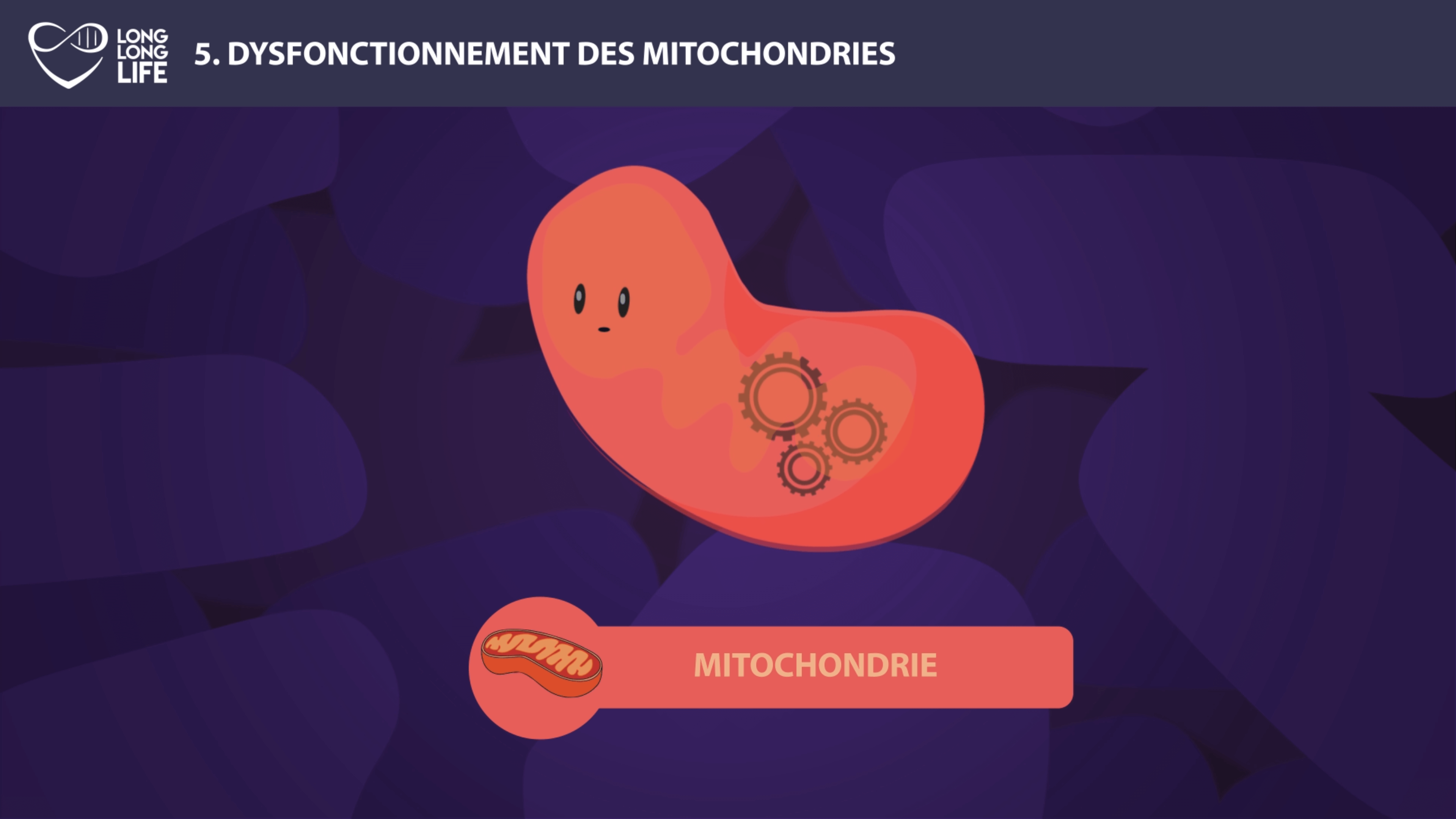 mitochondria long long life longevity transhumanism aging free radicals (2)