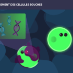 stem cells long long life transhumanism longevity aging cancer