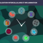 Inflammation Long Long Life longevity aging transhumism