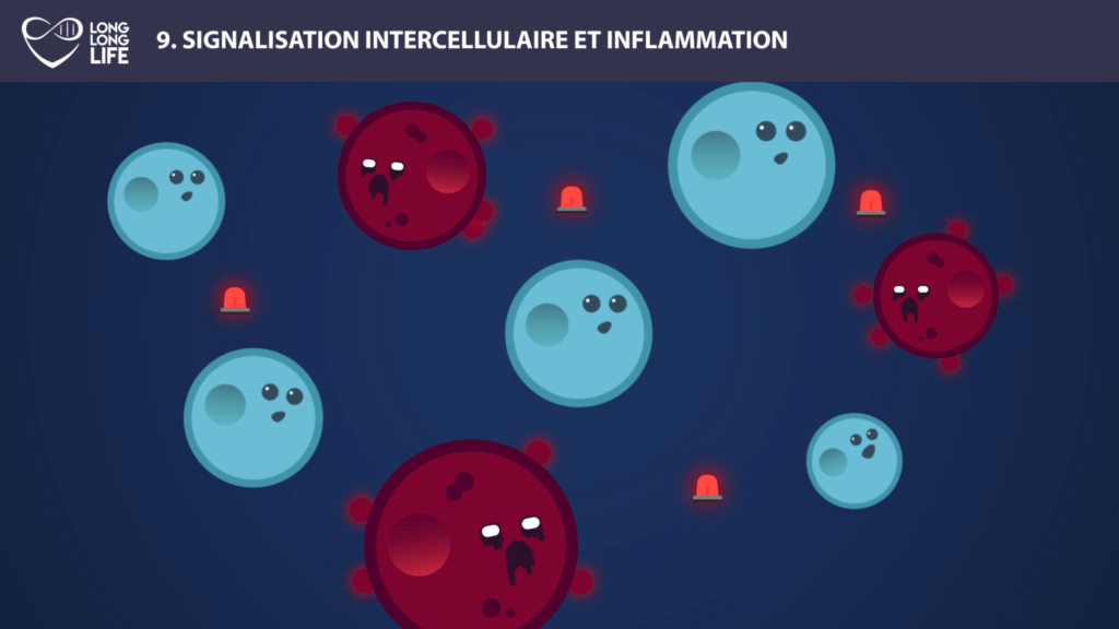 Inflammation Long Long Life longevity aging transhumism inflammaging