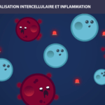 Inflammation Long Long Life longevity aging transhumism inflammaging