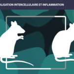 Inflammation Long Long Life longevity aging transhumism parabiosis
