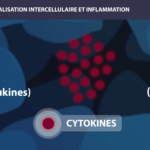 Inflammation Long Long Life longévité vieillissement transhumisme cytokines