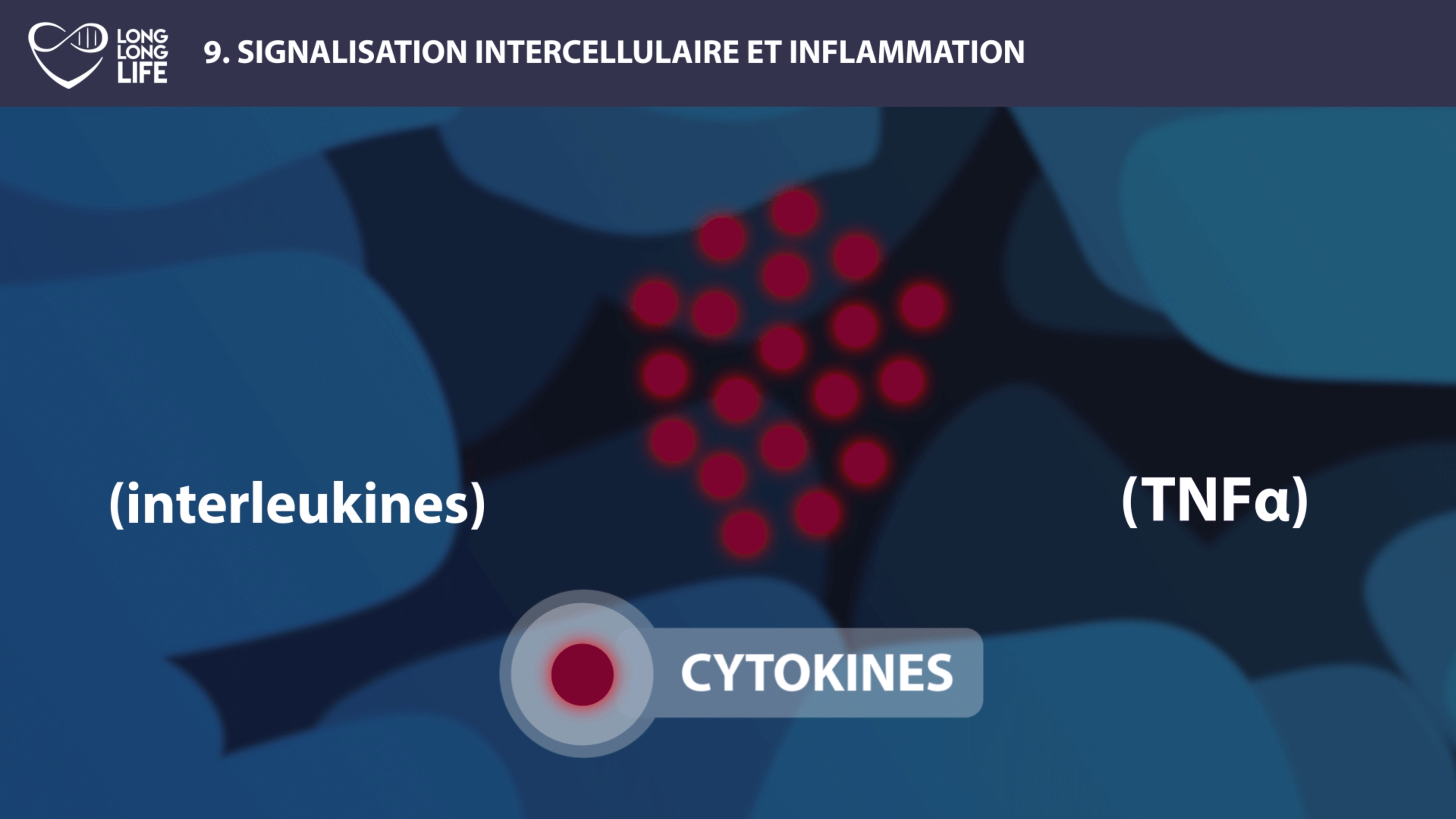 Inflammation Long Long Life longévité vieillissement transhumisme cytokines