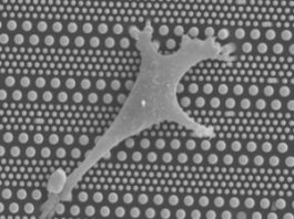 pillarcell-microfluidic-system-for-stem-cell-differentiation-300x239_pillarcell_microfluidic