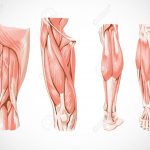 regeneration-musculaire-featured-image