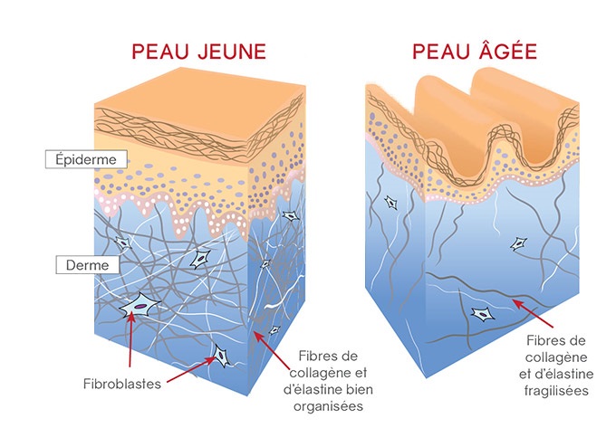 Le Bleu De Methylene Un Puissant Antioxydant Retarderait Le Vieillissement Cutane Work For Human Longevity