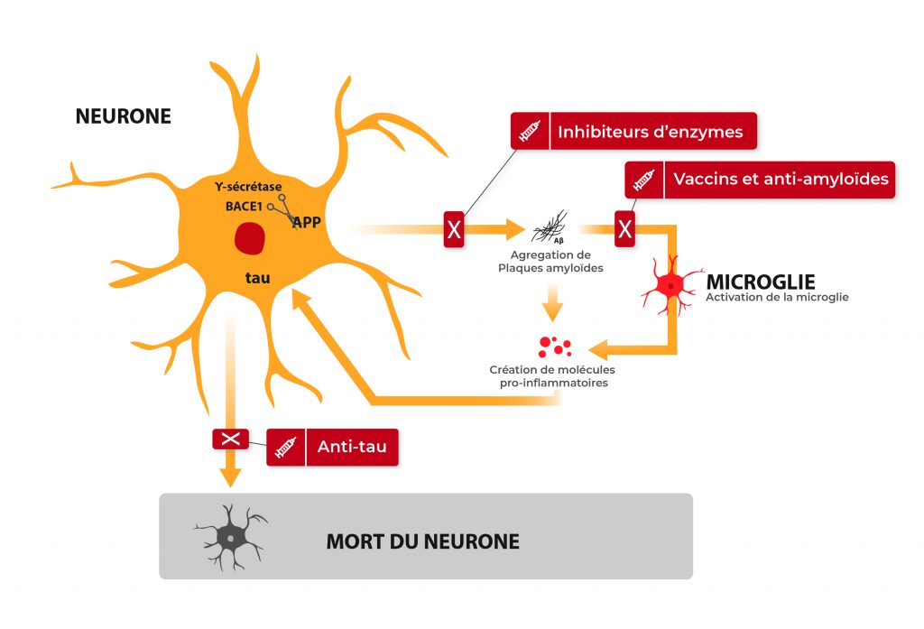 Les thérapeutiques contre la maladie d’Alzheimer : où en sommes-nous ...