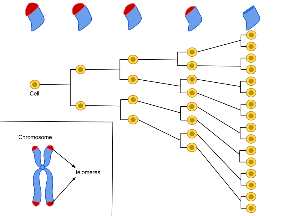 hayflick-limit-telomeres
