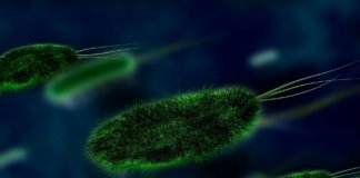 Long Long Life bactéries longévité