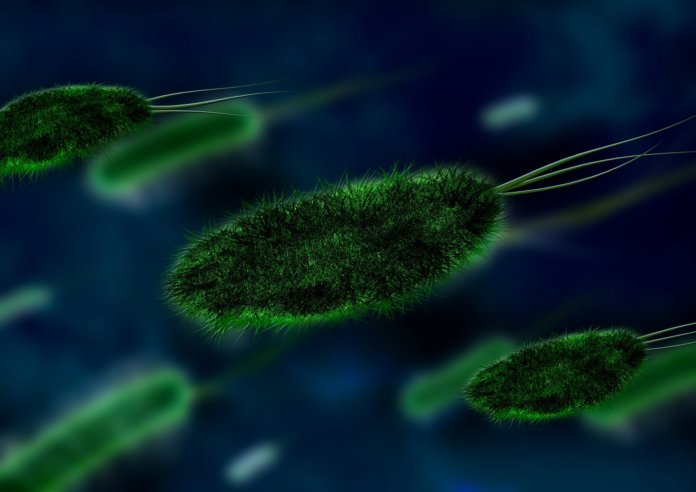 Long Long Life bactéries longévité