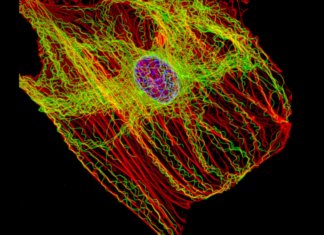 Long Long Life protéines motrices autophagie microtubules fibroblastes thérapie anti-âge