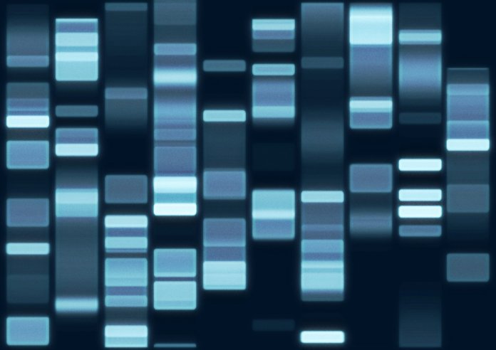 LongLongLife ADN variabilité gène longévité