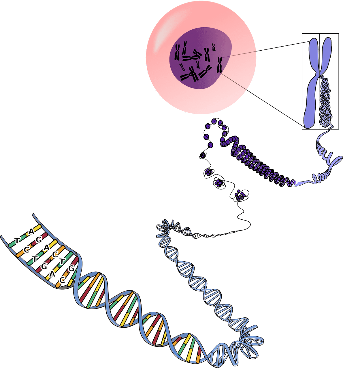 Epigenetic alterations as a cause of aging long long life transhumanism longevity genome dna