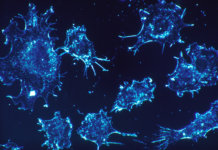 Cancer_cells Long Long Life cancer vieillissement santé longévité