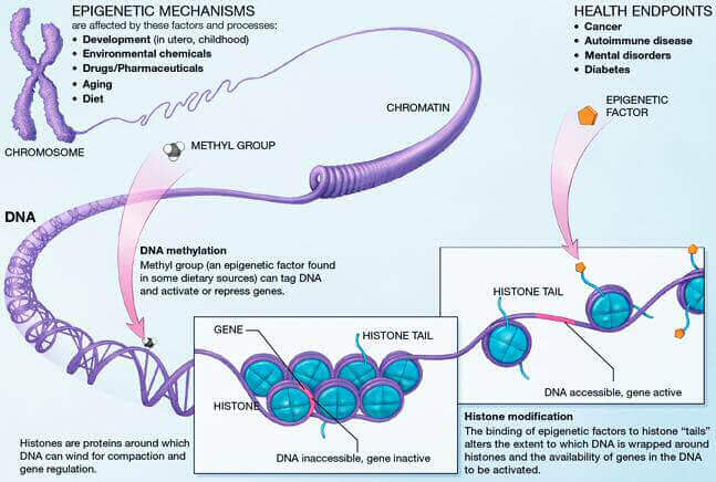 Epigenetic_mechanisms long long life longevity health transhumanism anti aging singularity