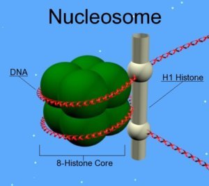 nucleosome Epigenetic_mechanisms long long life longevity health transhumanism anti aging singularity