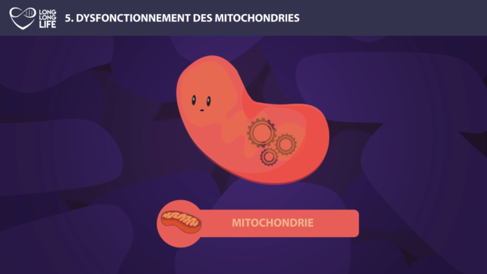 mitochondries long long life longévité transhumanisme vieillissement